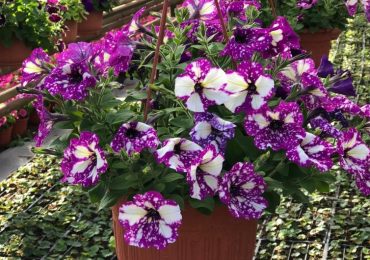 Подвесные кашпо ООО Парк Цветов