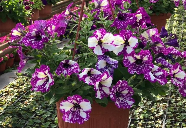 Подвесные кашпо ООО Парк Цветов