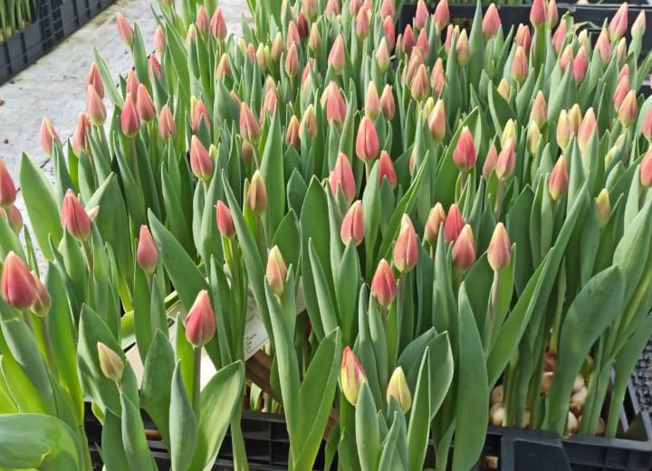 Тюльпаны, ООО Парк Цветов