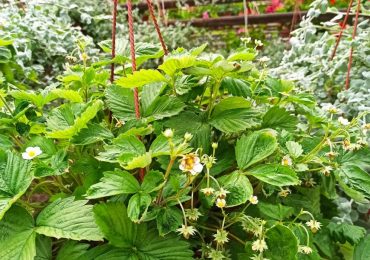 Рассада клубники, Парк Цветов