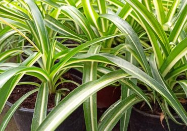 Цветы в горшках, Парк Цветов