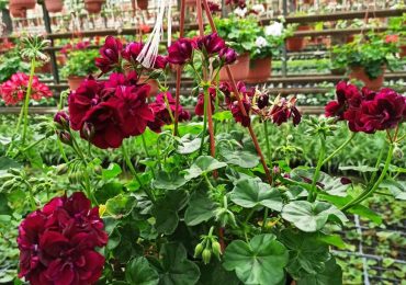 Герань, ООО Парк Цветов