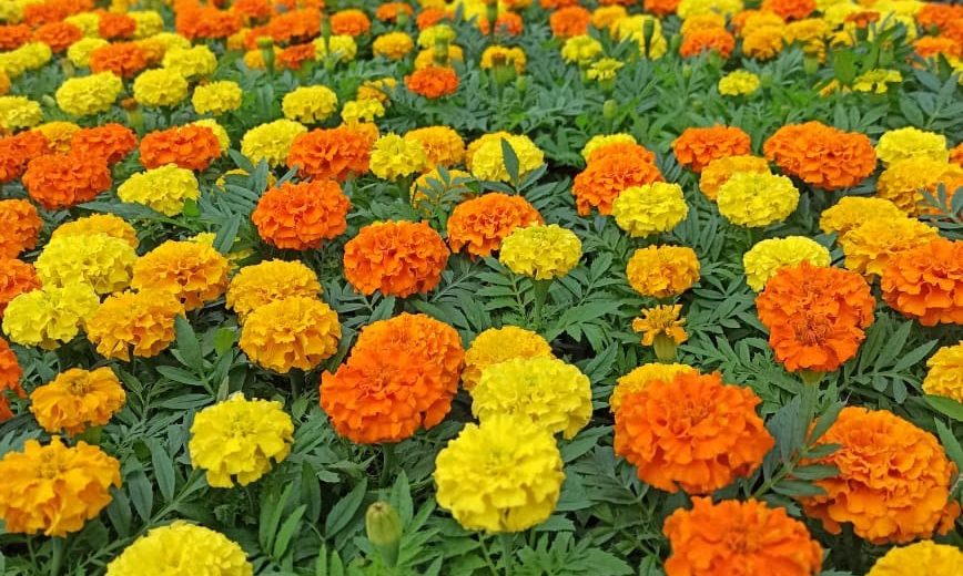 купить однолетники, Парк Цветов