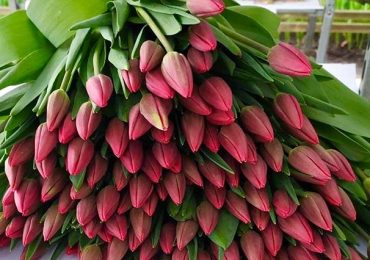 Срезка тюльпанов, ООО Парк Цветов