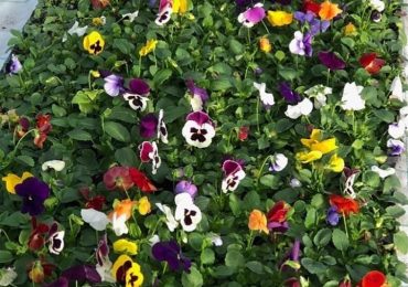 виола, ООО Парк Цветов