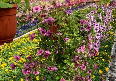 Рассада цветов, ООО Парк Цветов