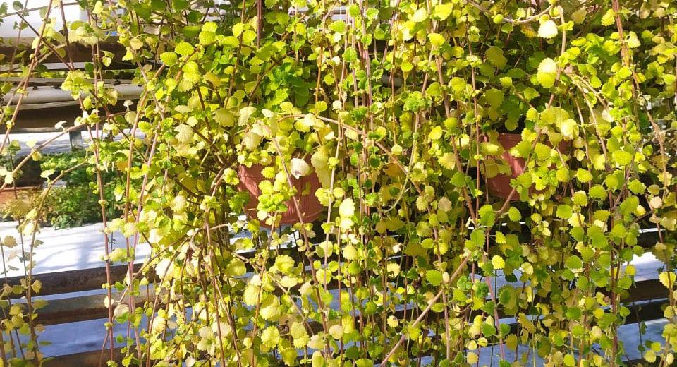 Вертикальное озеленение. Парк Цветов