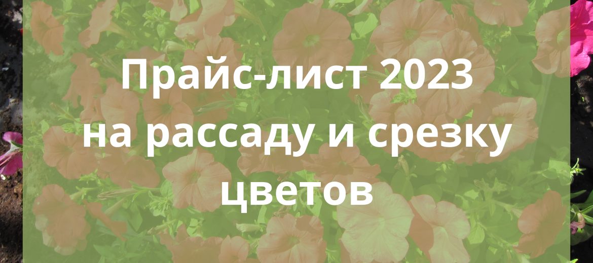 рассада цветов купить рассаду оптом