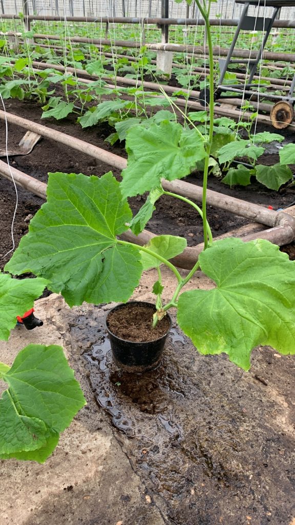 рассада цветов купить рассаду оптом