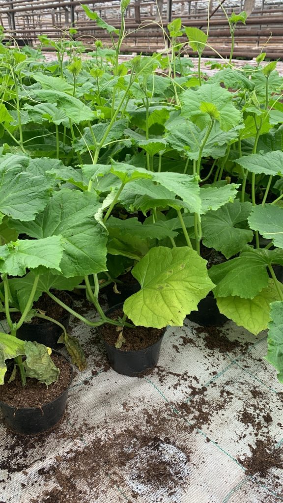 рассада цветов купить рассаду оптом