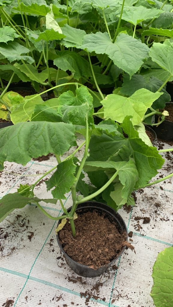 рассада цветов купить рассаду оптом