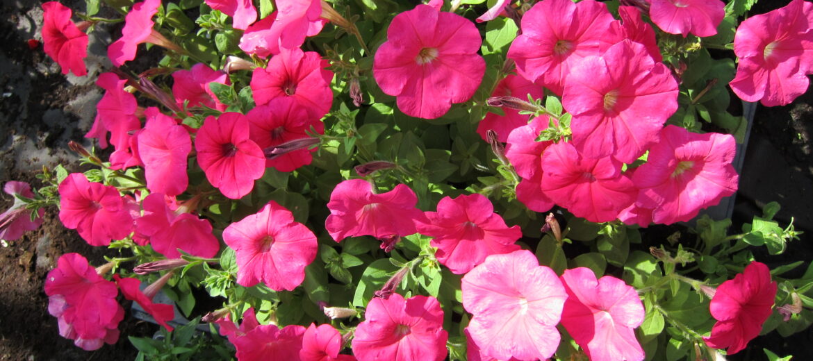 OOOПаркЦветов однолетники рассада цветов