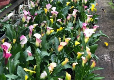 Каллы в горшках, ООО Парк цветов