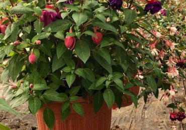 Фуксия в подвесном кашпо, ООО Парк Цветов