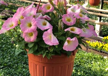 Кашпо с цветами, ООО Парк Цветов