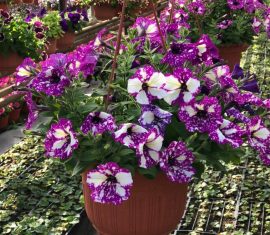 Подвесные кашпо ООО Парк Цветов