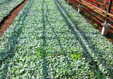 Питомник ООО Парк Цветов