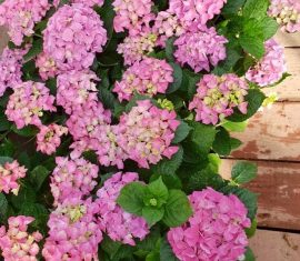 Гортензия, Парк Цветов