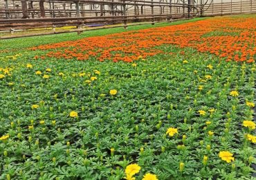 Рассада цветов оптом