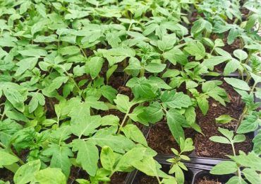 Рассада овощей, ООО Парк Цветов