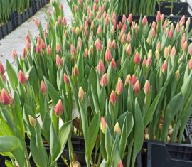 Тюльпаны, ООО Парк Цветов