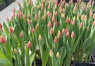 Тюльпаны, ООО Парк Цветов