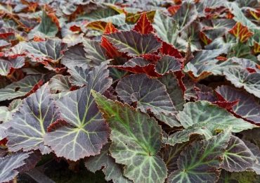 Бегония, ООО Парк Цветов