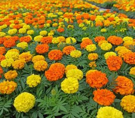 купить однолетники, Парк Цветов