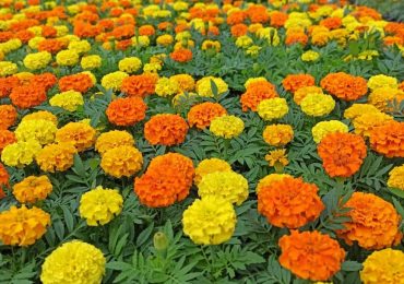 купить однолетники, Парк Цветов