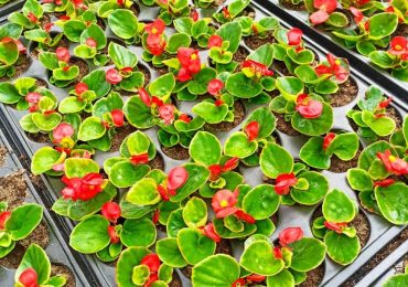 Большой выбор рассады в ООО Парк Цветов