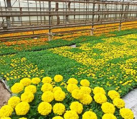 ООО Парк Цветов