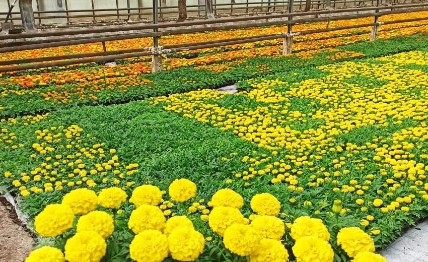 ООО Парк Цветов