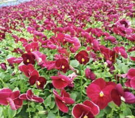 Виола, ООО Парк Цветов