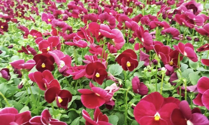 Виола, ООО Парк Цветов