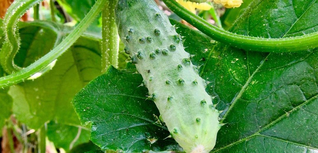 Огурцы, OOO Парк Цветов