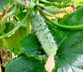 Огурцы, OOO Парк Цветов