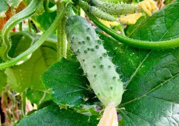 Огурцы, OOO Парк Цветов