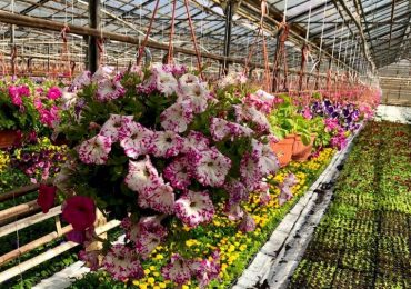 Кашпо, петуния, Парк Цветов