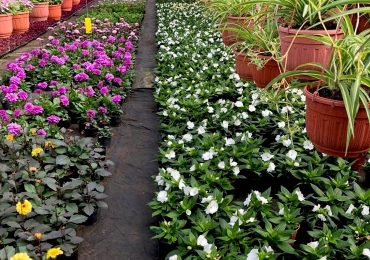 Тепличный комбинат ООО Парк Цветов