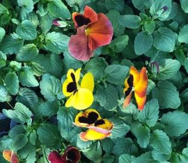 Фиалка, ООО Парк Цветов