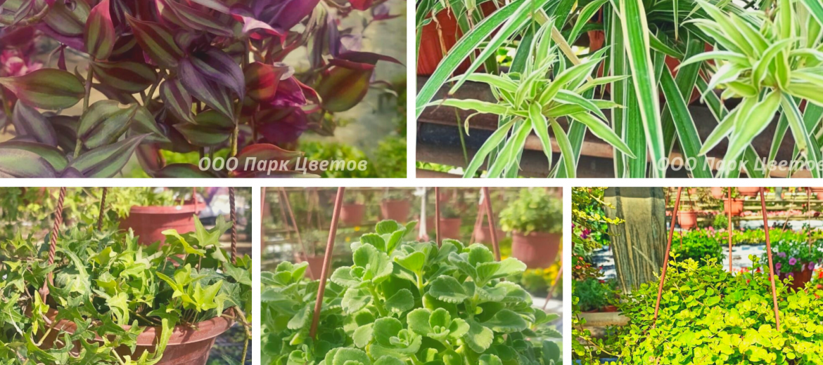 Подвесные кашпо с цветами