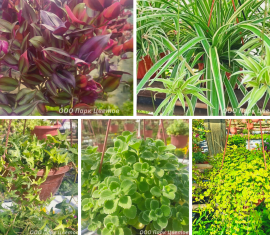 Подвесные кашпо с цветами