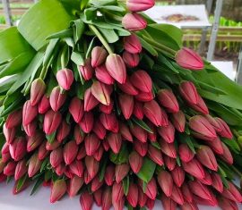 Тюльпаны оптом! Выгодные цены!