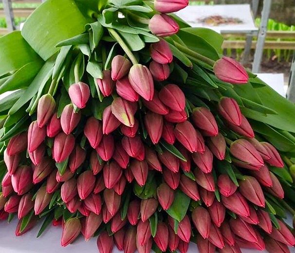 Тюльпаны оптом! Выгодные цены!