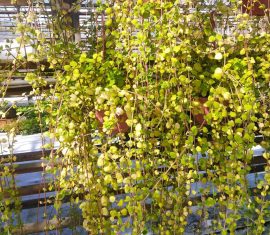 Вертикальное озеленение. Парк Цветов