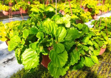 рассада цветов купить рассаду оптом