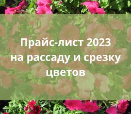 рассада цветов купить рассаду оптом