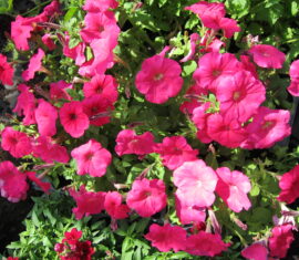 OOOПаркЦветов однолетники рассада цветов